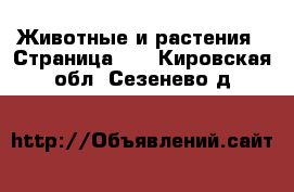  Животные и растения - Страница 10 . Кировская обл.,Сезенево д.